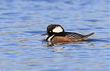 Hooded Merganser